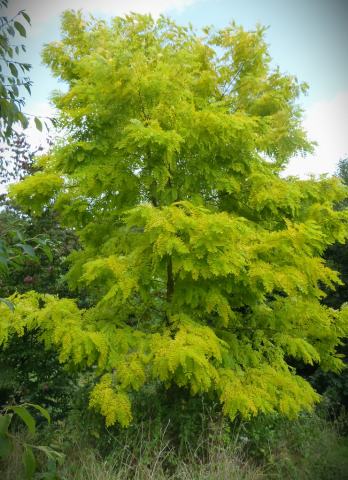 Foto van Robinia 'Umbraculifera'
