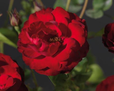 Foto van Trosroos ‘Lilli Marleen’