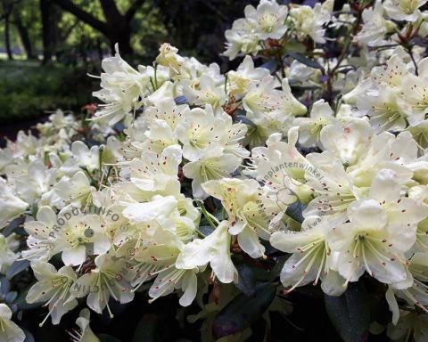 Foto van Dwerg rododendron ‘Dora Amateis’