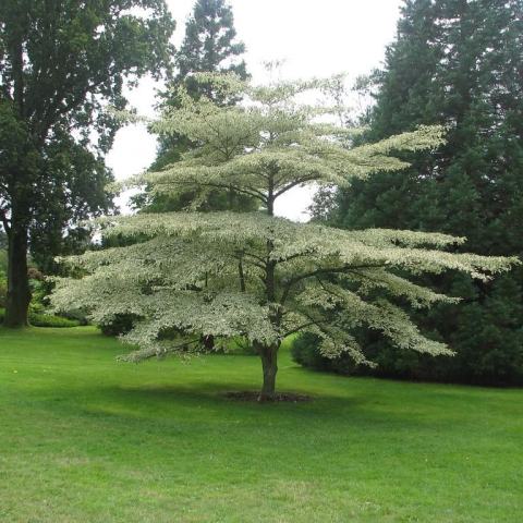 Foto van Cornus 'Argentea'