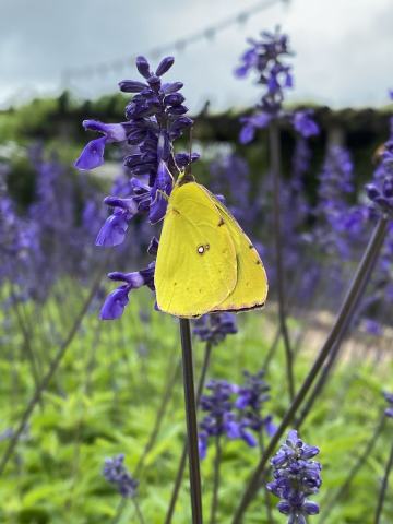Foto van Salvia 'onbeken'