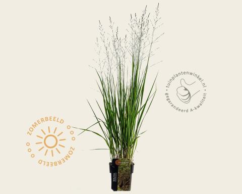 Foto van Pijpenstrootje ‘Witches Broom’