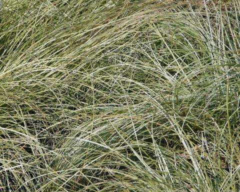 Foto van Zegge ‘Frosted Curls’