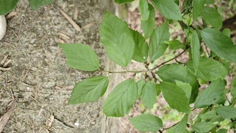 Foto van Chinees ijzerhout