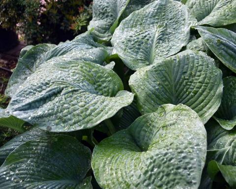 Foto van Hartlelie ‘Elegans’