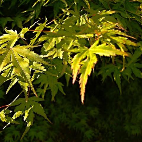 Foto van Acer 'Sazanami'