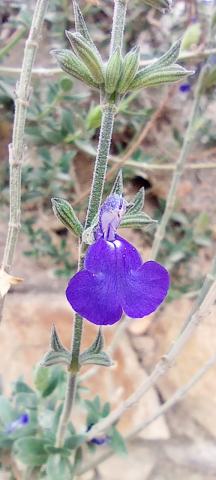 Foto van Salvia 'onb bekend'