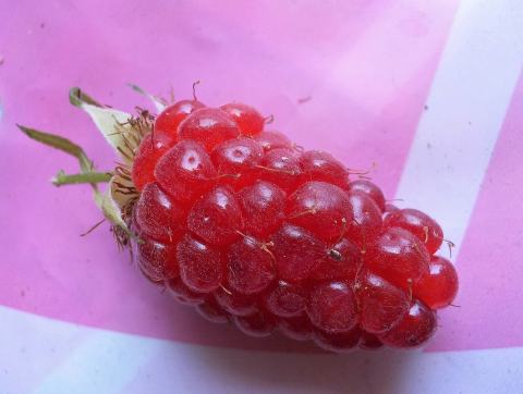 Foto van Rubus 'Tayberry'