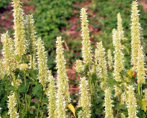 Foto van Dropplant ‘Alabaster’
