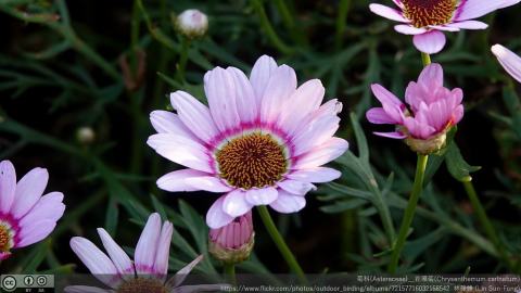 Foto van Bonte ganzenbloem