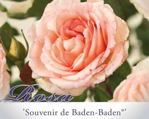 Foto van Grootbloemige roos ‘Souvenir de Baden-Baden’