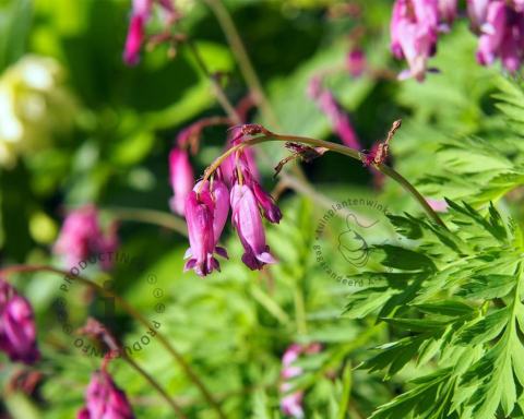 Foto van Gebroken hartje ‘Luxuriant’