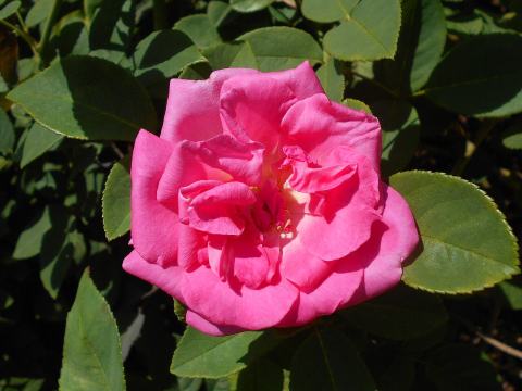 Foto van Klimroos ‘Zéphirine Drouhin’