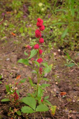 Foto van Tros-aardbeispinazie