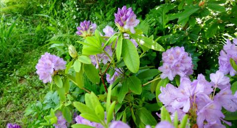 Foto van Pontische rododendron