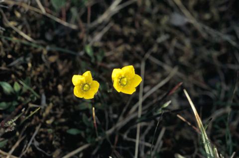 Foto van Bokjessteenbreek