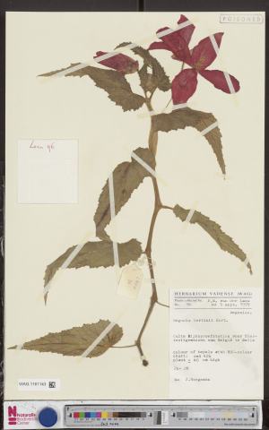 Foto van Boerenbegonia