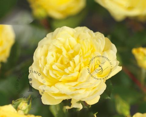 Foto van Grootbloemige trosroos ‘Yellow Meilove’