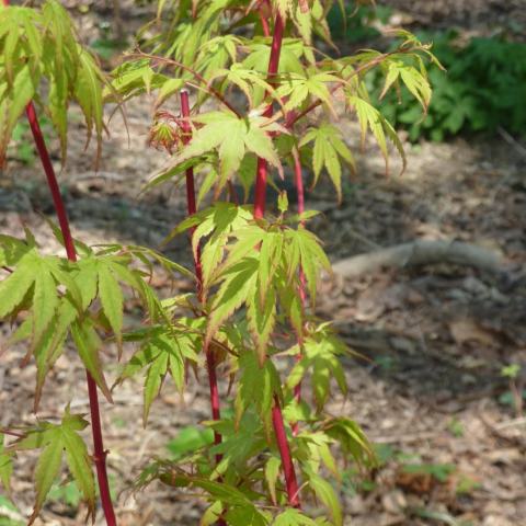 Foto van Acer 'Spring Delight'