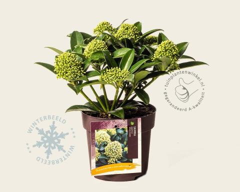 Foto van Skimmia (Mannelijk) ‘White Globe’