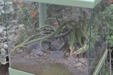Foto van Leenderts-aasbloem