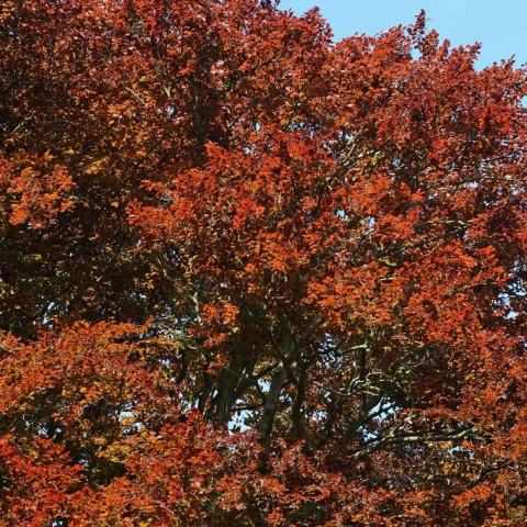 Foto van Fagus 'Purpurea'