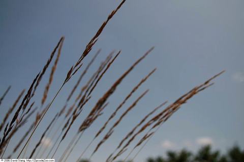 Foto van Struisriet ‘Avalanche’