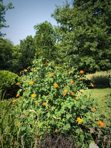 Foto van Mexicaanse zonnebloem
