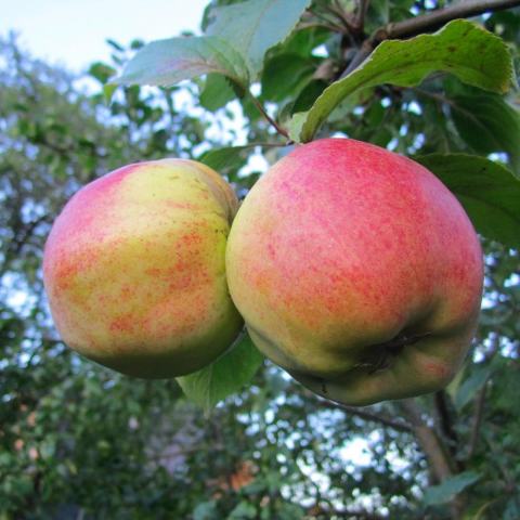 Foto van Malus 'Cortland'