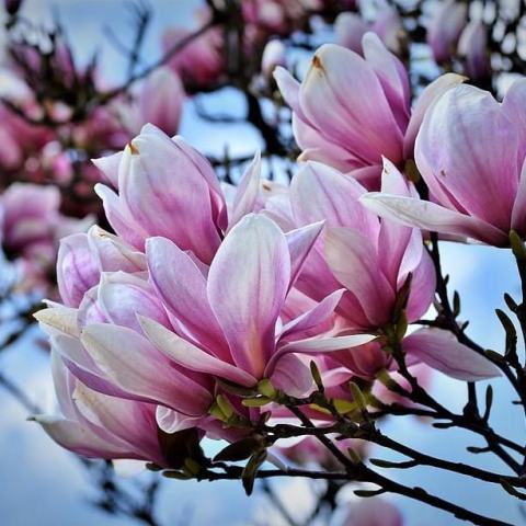 Foto van Magnolia 'Alexandrina'