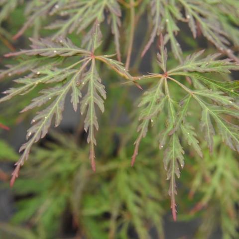 Foto van Acer 'Orangeola'
