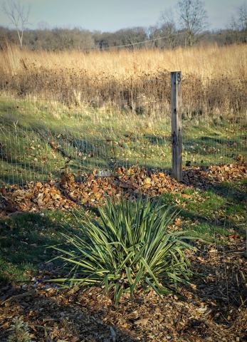 Foto van Yucca 'Bright Edge'