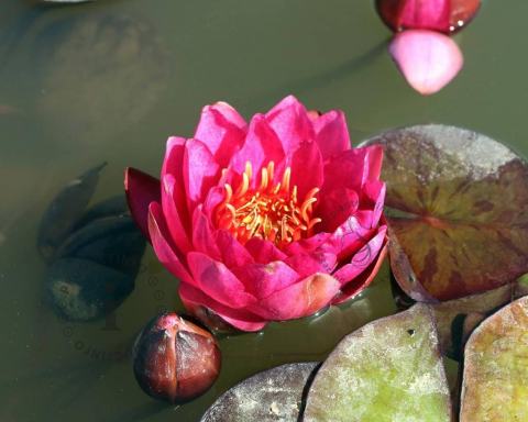 Foto van Waterlelie ‘James Brydon’