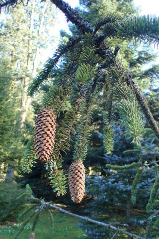 Foto van Picea 'Virgata'