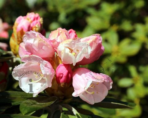 Foto van Dwerg rododendron ‘Dusty Miller’