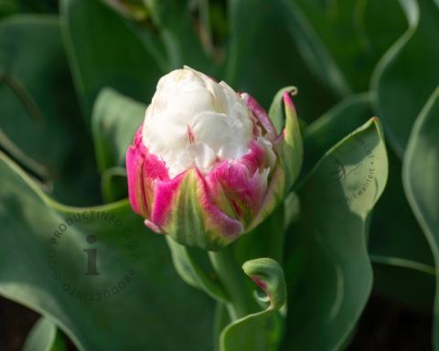Foto van Tulp ‘Ice Cream’