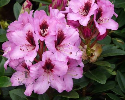 Foto van Rododendron ‘Kokardia’