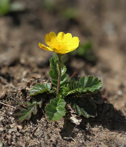 Foto van Bergnagelkruid