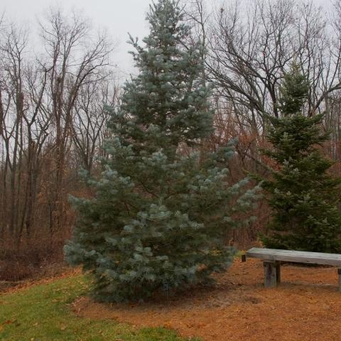 Foto van Abies 'Candicans'