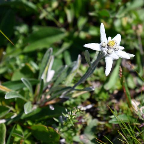 Foto van Alpenedelweiss
