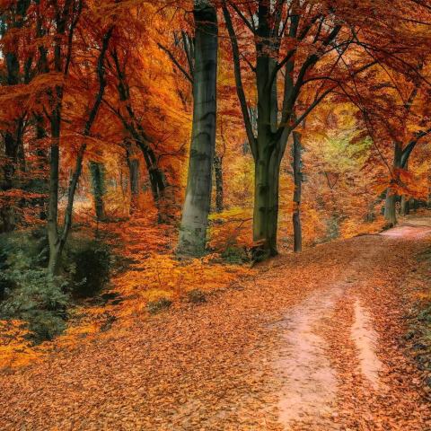 Foto van Acer 'Ruby Slippers'