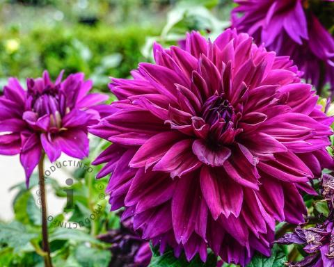 Foto van Dahlia ‘Le Baron’