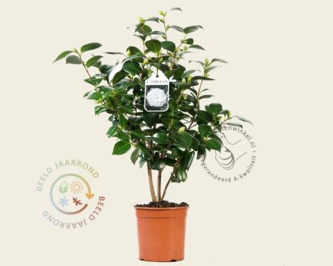 Foto van Camelia ‘Nuccio's Gem’