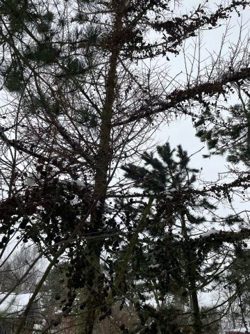 Foto van Dunkeld-larix