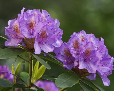 Foto van Rododendron ‘Goldflimmer’