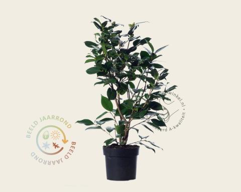 Foto van Camelia ‘Wheeler’