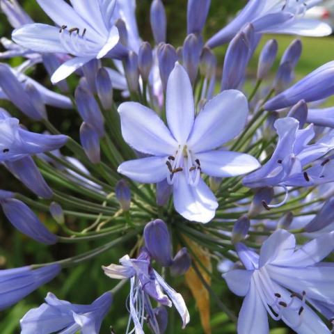 Foto van Agapanthus 'Headbourne Hybrids'