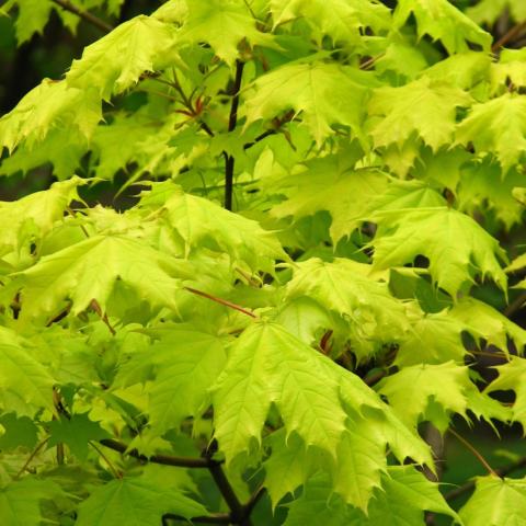Foto van Acer 'Princeton Gold'