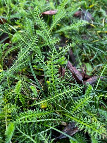Foto van Achillea 'Montrose Rose'