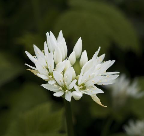 Foto van Daslook